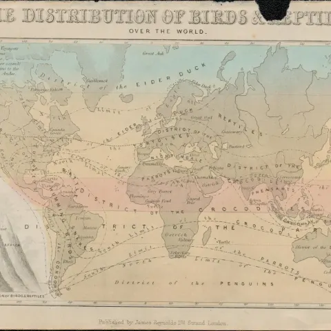 Rare James Reynolds Antique Distribution of Birds and Reptiles.