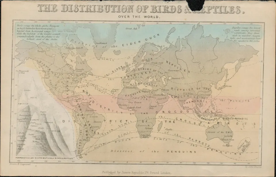 Rare James Reynolds Antique Distribution of Birds and Reptiles.