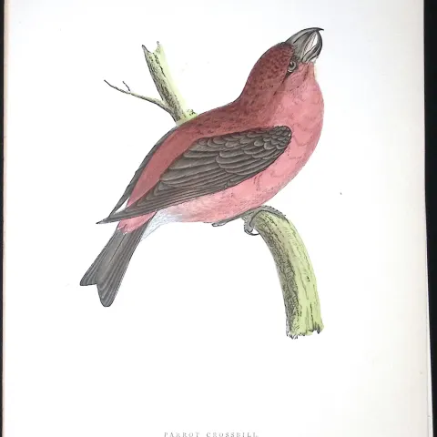 Parrot Crossbill Rev Morris Antique History of British Birds 130 Years-Old Engraving-80