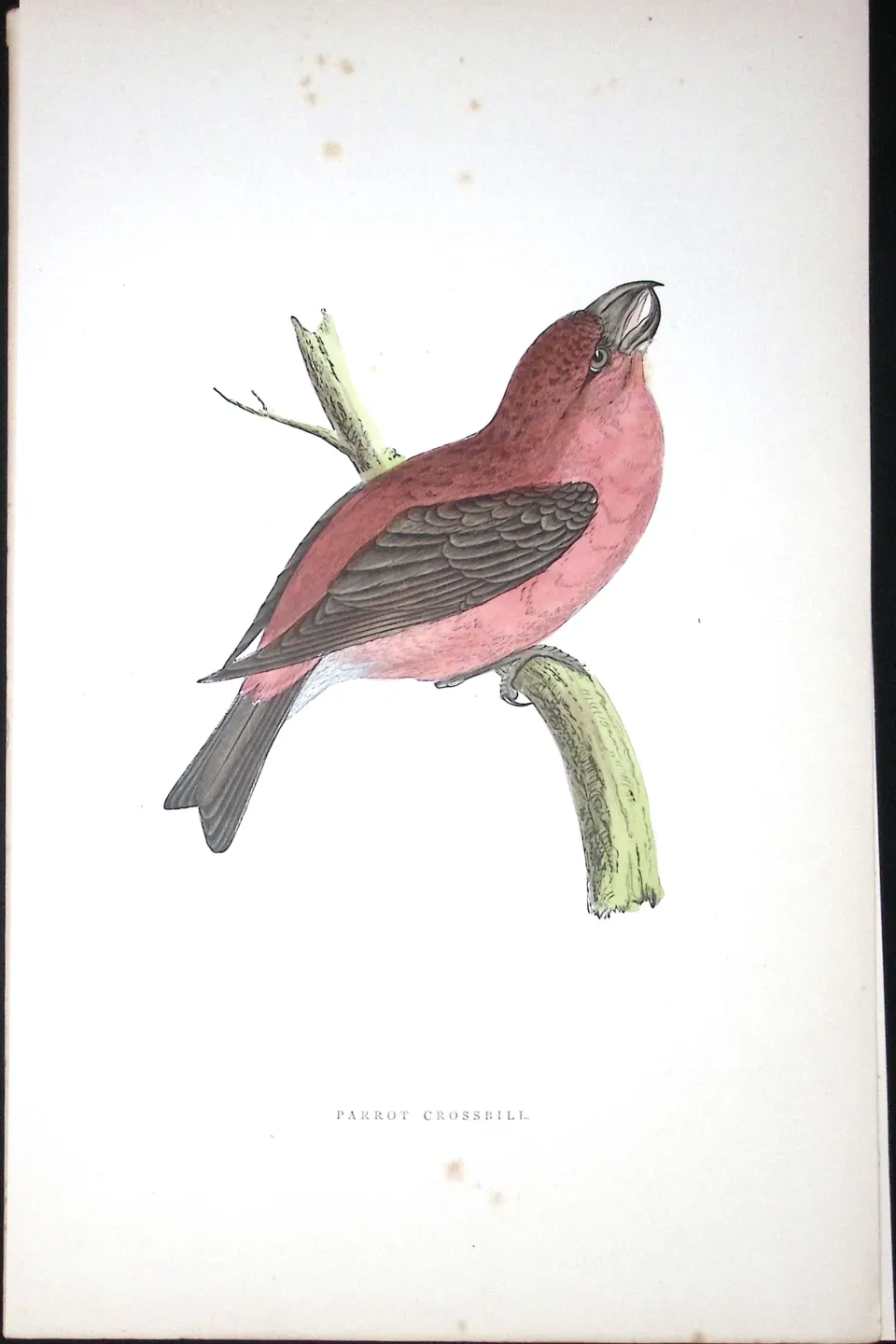 Parrot Crossbill Rev Morris Antique History of British Birds 130 Years-Old Engraving-80