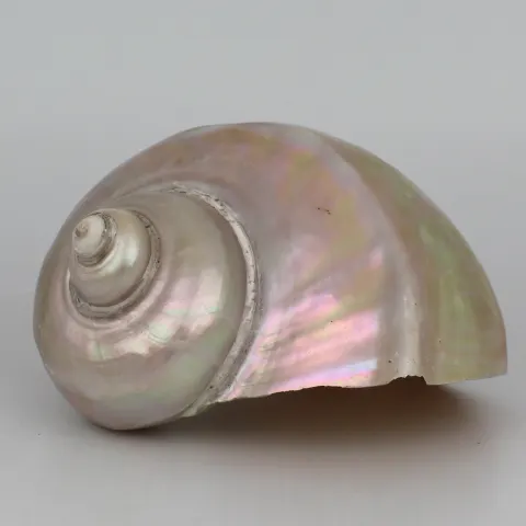 Set of 3 Vintage Mother of Pearl Conch Shells
