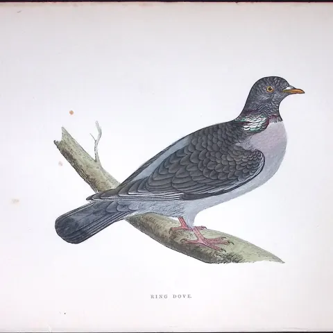 Ring Dove Rev Morris Antique History of British Birds 130 Years-Old Engraving-39