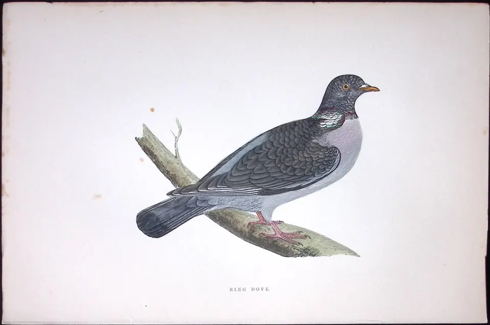 Ring Dove Rev Morris Antique History of British Birds 130 Years-Old Engraving-39