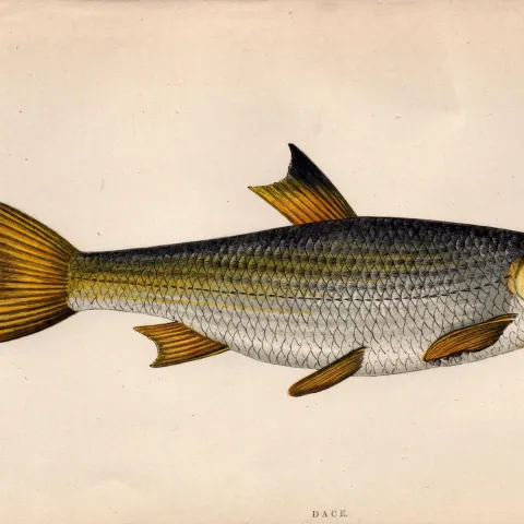Dace 1869 Antique Johnathan Couch Coloured Fish Engraving.