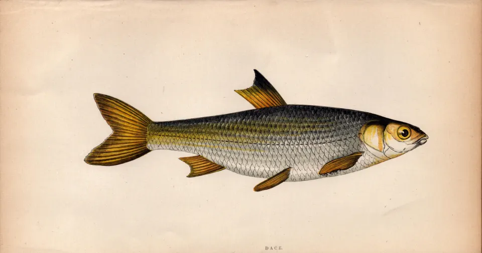 Dace 1869 Antique Johnathan Couch Coloured Fish Engraving.