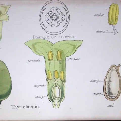 Thymelaceae Botanical Flower Diagram Rare Antique First Edition Illustration-71