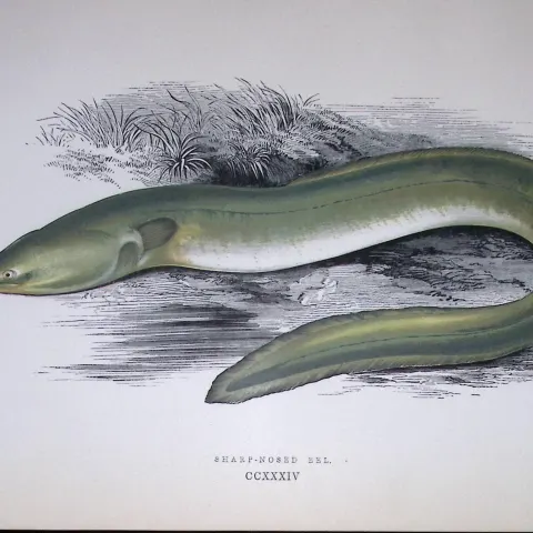 Sharp Nosed Eel Fish Scarce Antique 1877 J. Couch Woodblock Engraving-144