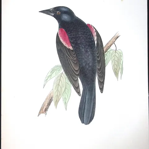 Red-Winged Starling Rev Morris Antique History of British Birds 130 Years-Old Engraving-83