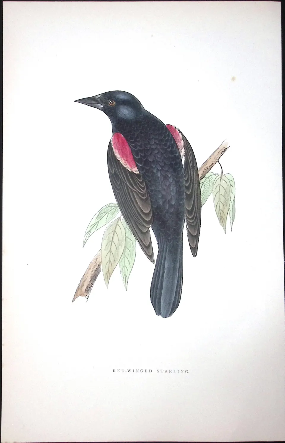 Red-Winged Starling Rev Morris Antique History of British Birds 130 Years-Old Engraving-83
