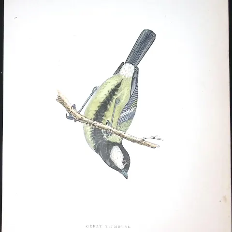 Great Titmouse Rev Morris Antique History of British Birds 130 Years-Old Engraving-65
