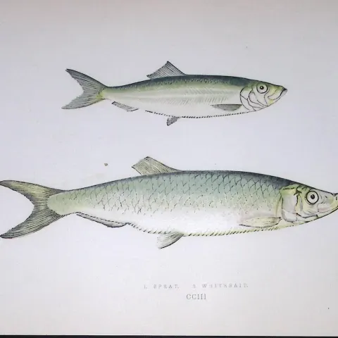 Sprat & Whitebait Fish Scarce Antique 1877 J. Couch Woodblock Engraving-120