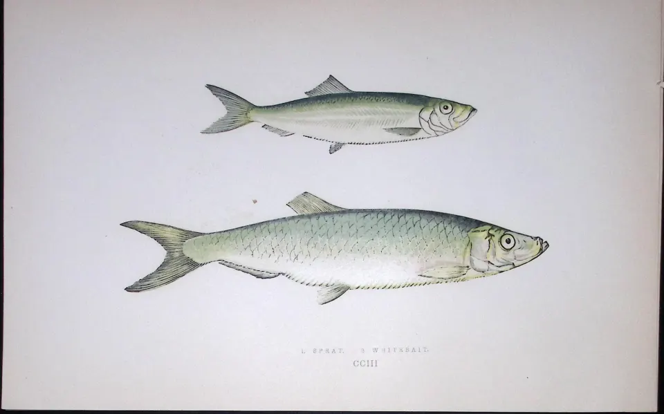 Sprat & Whitebait Fish Scarce Antique 1877 J. Couch Woodblock Engraving-120
