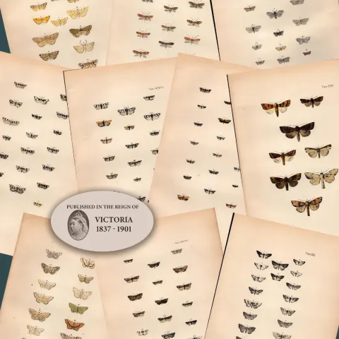 Job Lot Rev Morris British Moths 1896 Antique Hand-Coloured Lithographs -5.