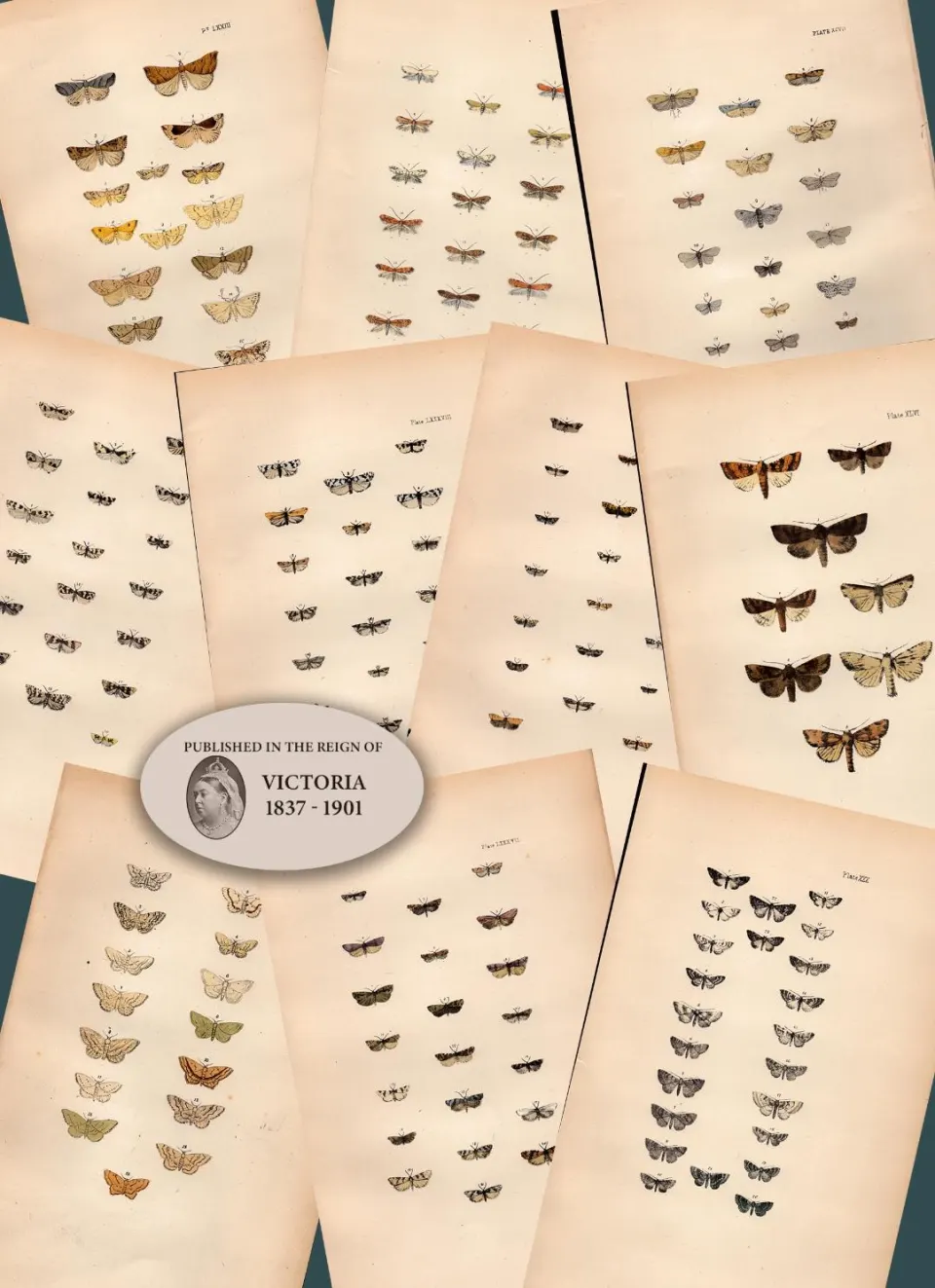 Job Lot Rev Morris British Moths 1896 Antique Hand-Coloured Lithographs -5.