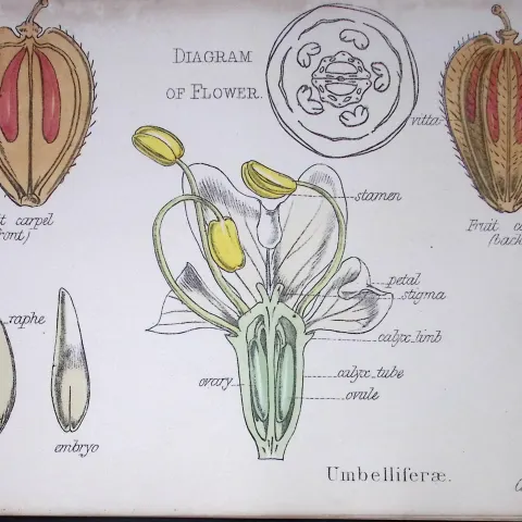 Umbellifers Botanical Flower Diagram Rare Antique First Edition Illustration-40
