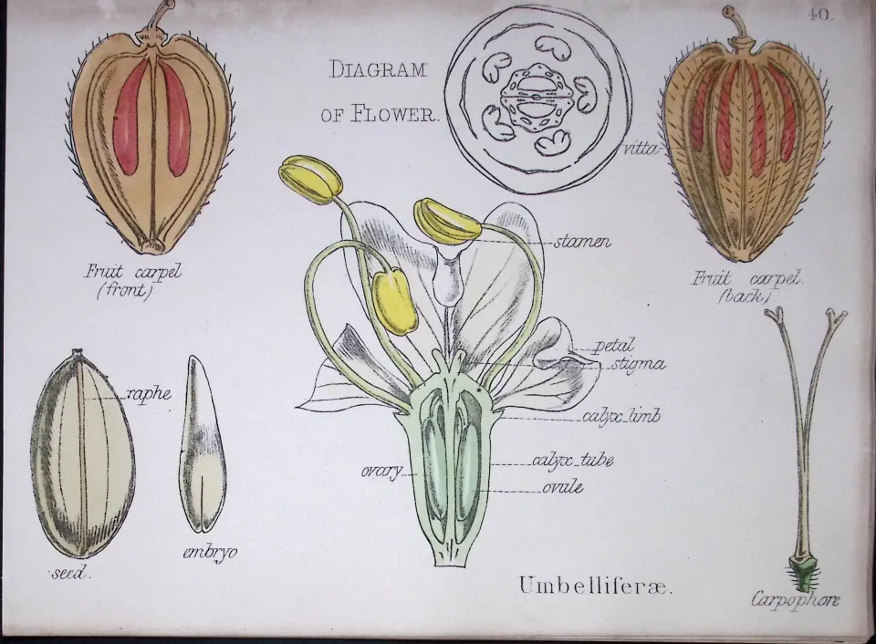 Umbellifers Botanical Flower Diagram Rare Antique First Edition Illustration-40