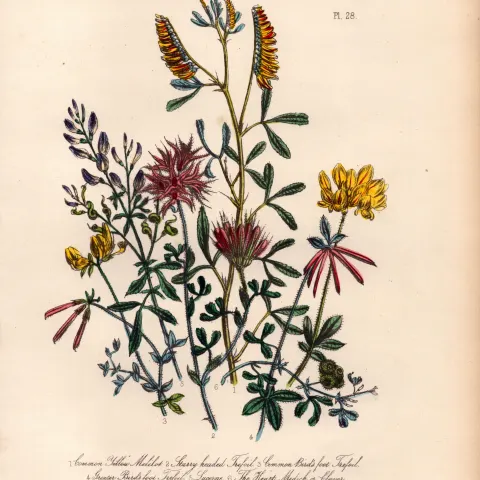 Rare 165-Yr-Old Antique Wildflower Gilt-Edged Illustration Jane Webb Loudon-28.