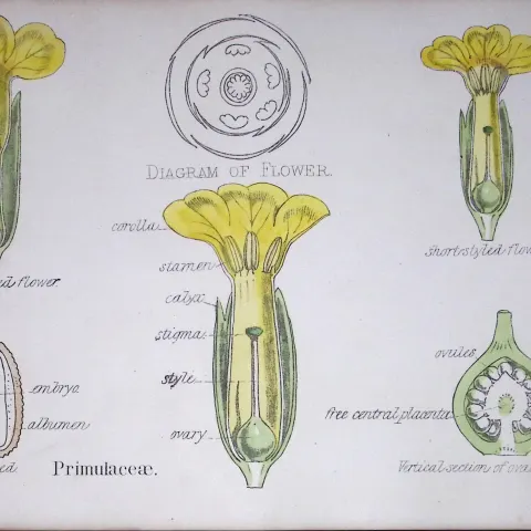 Primroses Botanical Flower Diagram Rare Antique First Edition Illustration-53