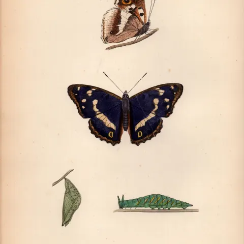 Purple Emperor Hand Coloured Antique Butterfly Plate Rev Morris-101.