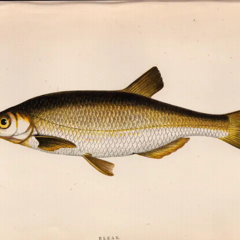 Bleak 1869 Antique Johnathan Couch Coloured Fish Engraving.