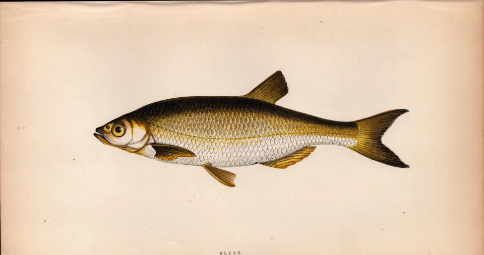 Bleak 1869 Antique Johnathan Couch Coloured Fish Engraving.