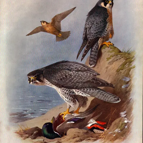 Antique Scarce Large First Edition Bird Print Peregrine & Gyr Falcon-37.