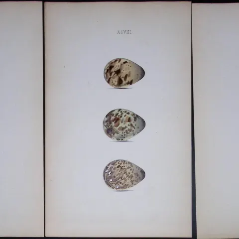 Snipe Bird Species -William Hewitson Joblot of Antique  Hand-Coloured lithographs-9.