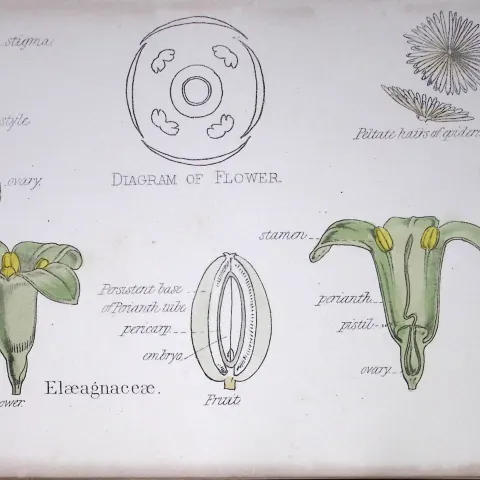 Elaeagnaceae Botanical Flower Diagram Rare Antique First Edition Illustration-74