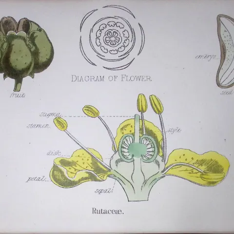 Rutaceae Botanical Flower Diagram Rare Antique First Edition Illustration-19