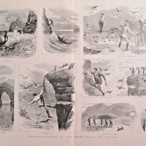 Puffin Catching West Coast Ireland 1886 Antique Newspaper