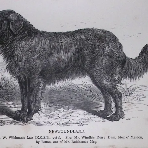 Newfoundland British Dogs by Hugh Dalziel 1889 Antique Book Plate-46