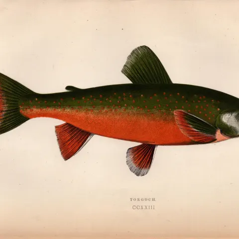Torgoch Salmon  Antique Johnathan Couch Coloured Fish Engraving.