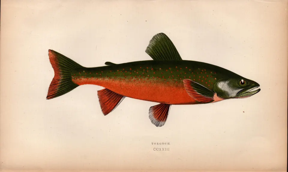 Torgoch Salmon  Antique Johnathan Couch Coloured Fish Engraving.