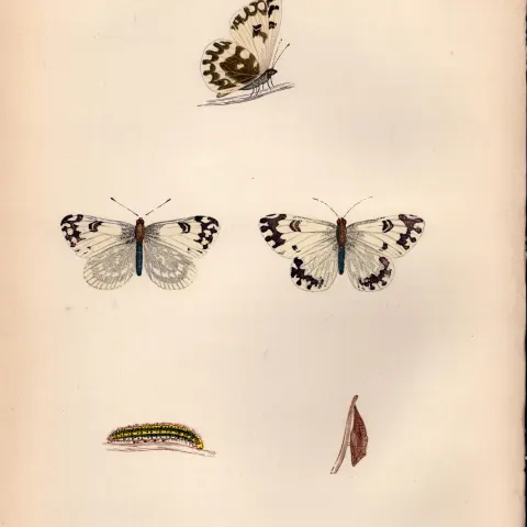 Chequered White Hand Coloured Antique Butterfly Plate Rev Morris-33.