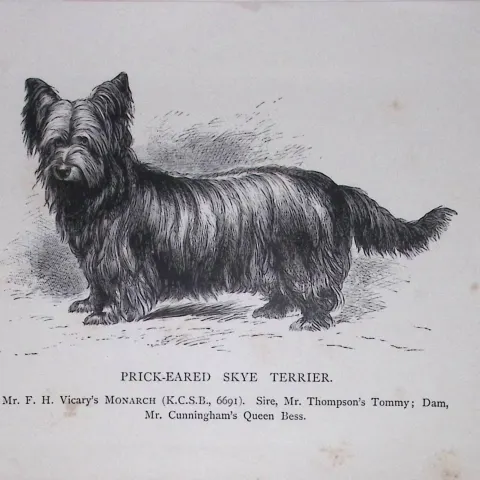 Prick-Eared Skye Terrier British Dogs by Hugh Dalziel 1889 Antique Book Plate-60