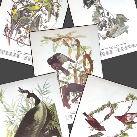 Job-Lot John James Audubon Birds of America 72-Year-Old Coloured Book Plates-30