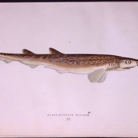 Black-Mouthed Dogfish Scarce Antique 1877 J. Couch Woodblock Engraving-3