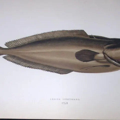 Lesser Forkbeard Fish Scarce Antique 1877 J. Couch Woodblock Engraving-79