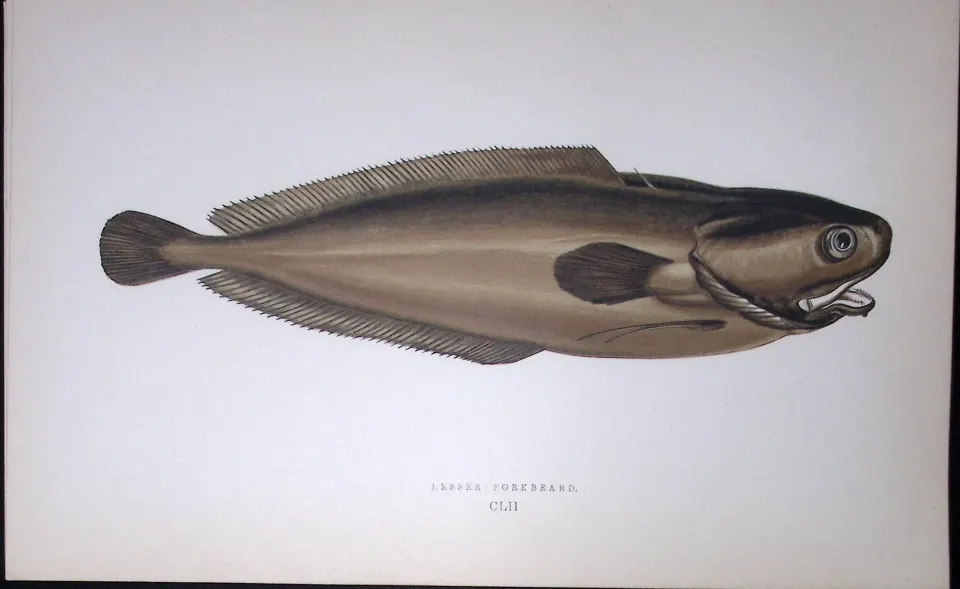 Lesser Forkbeard Fish Scarce Antique 1877 J. Couch Woodblock Engraving-79