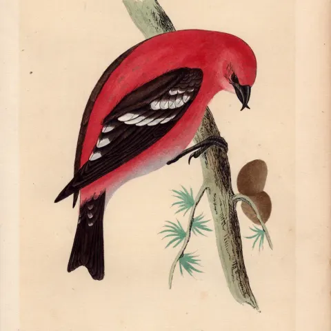 American White-Winged Crossbill Rev Morris Antique History of British Birds Engraving.