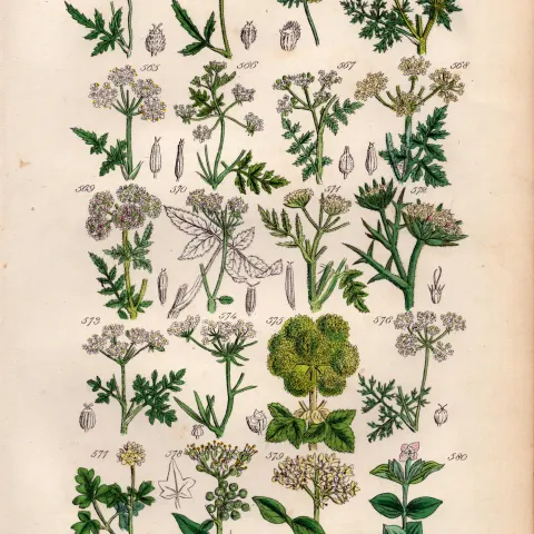 Sowerby Antique Hedge Parsley, Chervil, Hemlock, Prickly Samphire, Coriander, Ivy-,29.