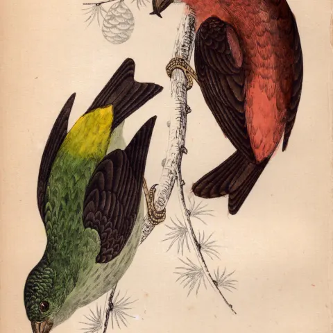 Crossbill Rev Morris 1888  Antique History of British Birds Engraving-39.