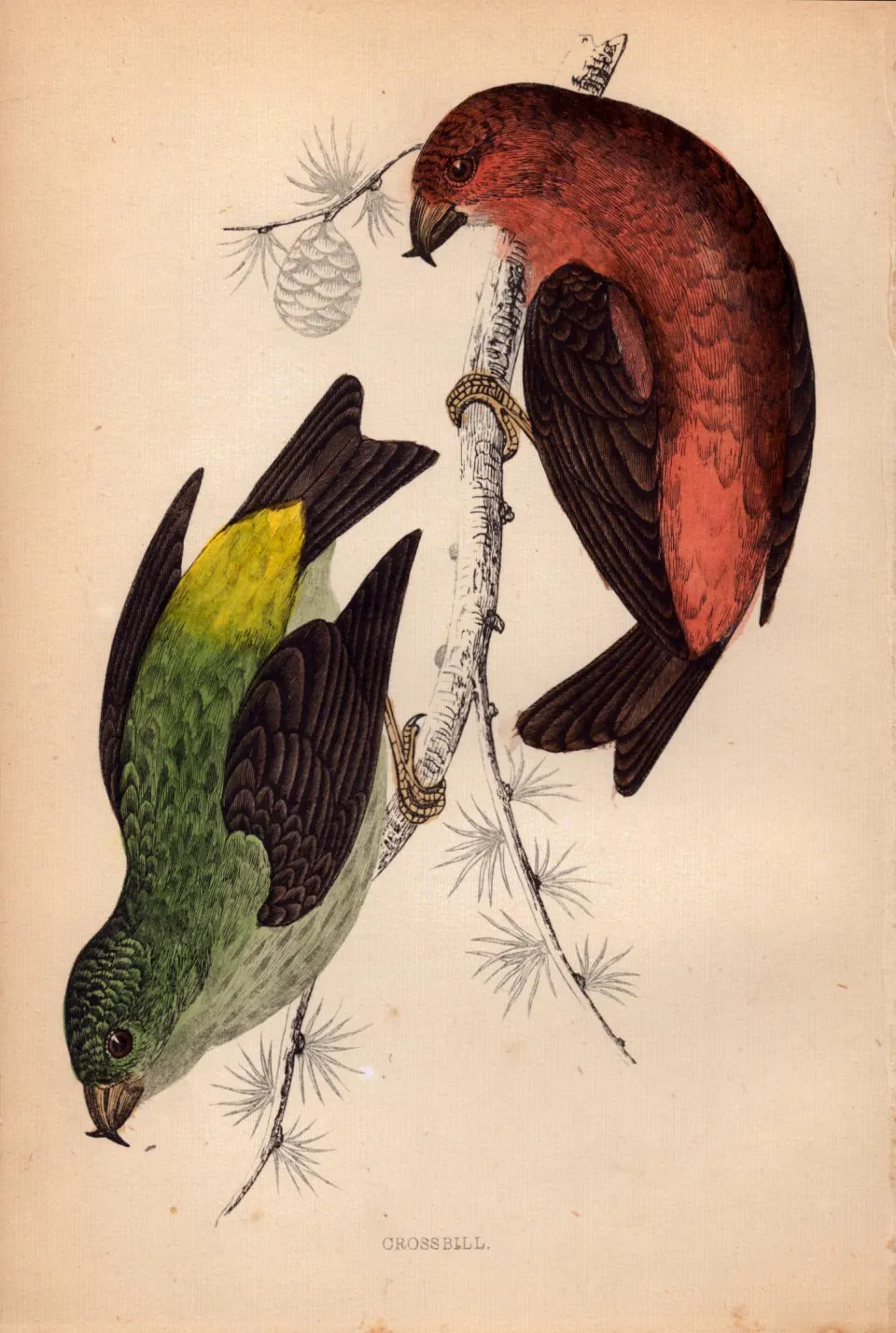 Crossbill Rev Morris 1888  Antique History of British Birds Engraving-39.