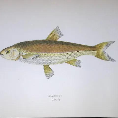 Graining Fish Scarce Antique 1877 J. Couch Woodblock Engraving-134