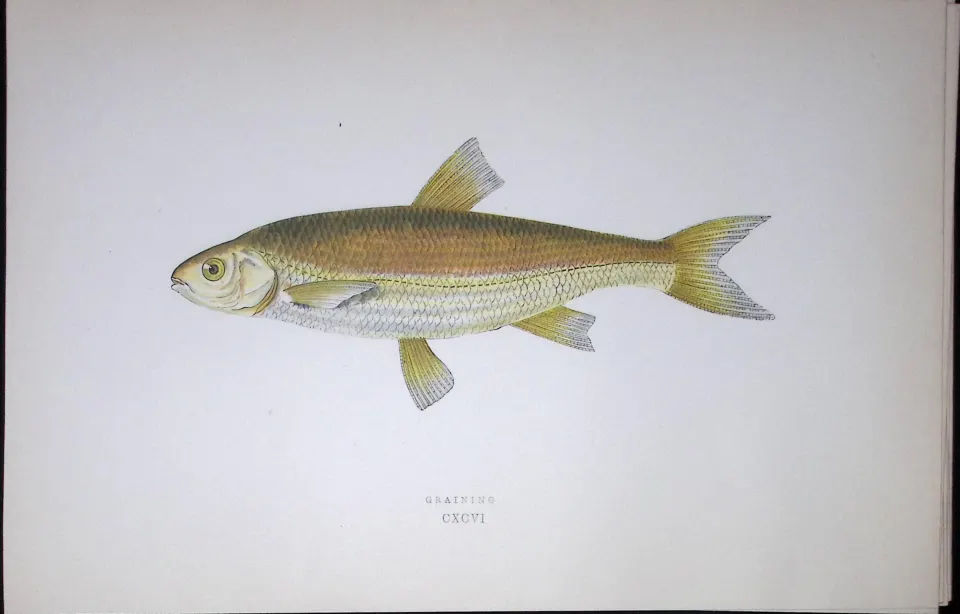 Graining Fish Scarce Antique 1877 J. Couch Woodblock Engraving-134