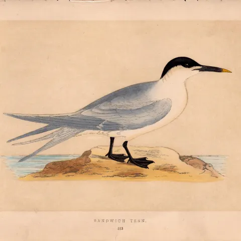 Sandwich Tern Rev Morris Antique History of British Birds 170 Year-Old Engraving.