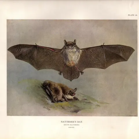 The Natterers Bat Rare Limited-Edition J.G. Millais  Coloured Antique Print-59.