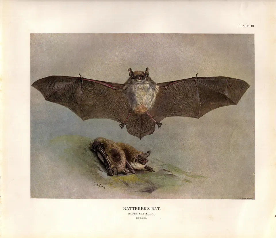 The Natterers Bat Rare Limited-Edition J.G. Millais  Coloured Antique Print-59.