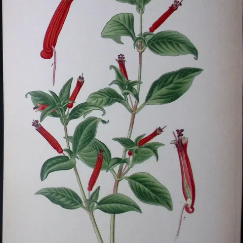 Cuphea Ignea Edward Step Rare Antique Botanical Book Plate-102