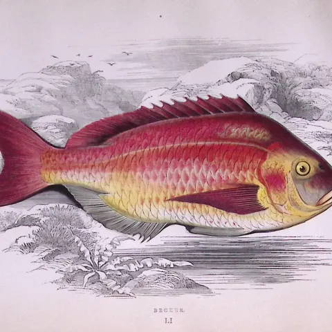 Becker Fish Scarce Antique 1877 Johnathan Couch Woodblock Engraving-51